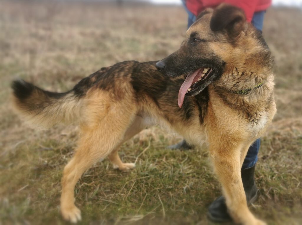 Norbi Stowarzyszenie LePsieżycie schronisko miedary