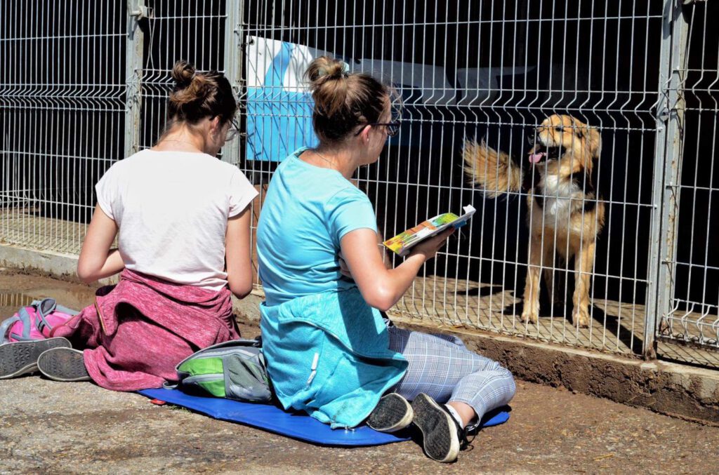 Ogólnopolski dzień dogoterapii i niecodzienna akcja w schronisku Stowarzyszenie LePsieżycie schronisko miedary