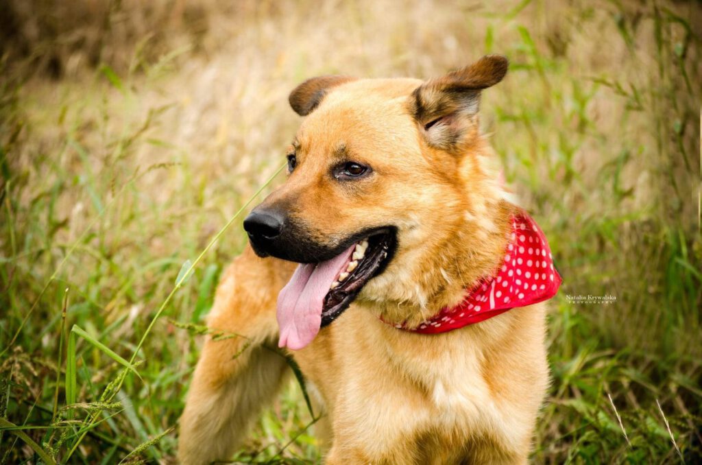 Dingo Stowarzyszenie LePsieżycie schronisko miedary