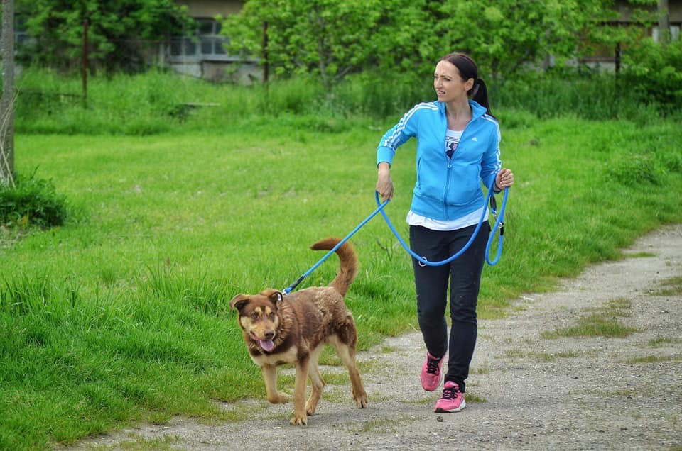 Wolontariat w schronisku miedary Stowarzyszenie LePsieżycie schronisko miedary