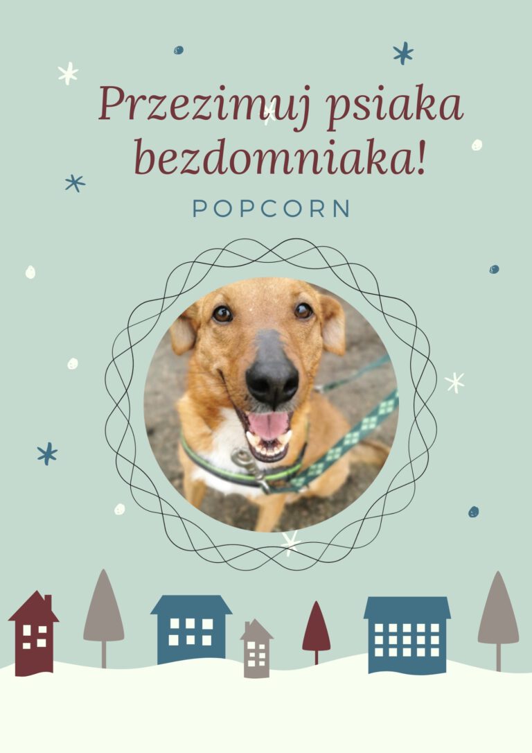 popcorn przezimuj psiaka bezdomniaka edycja 3