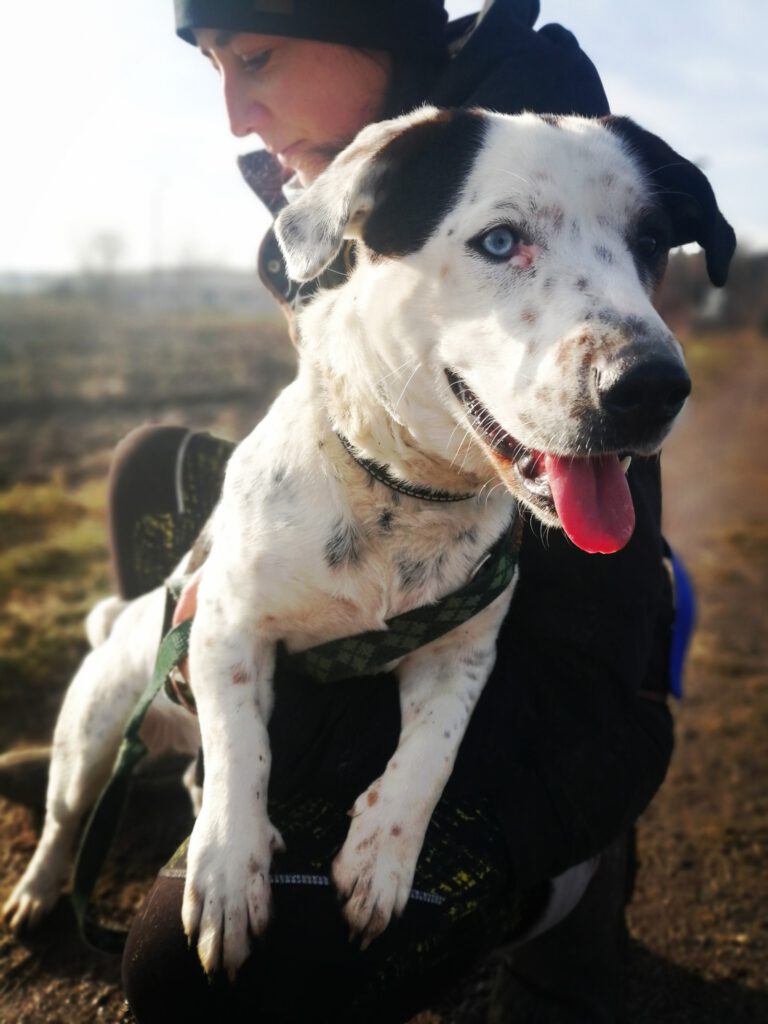 Dottie Stowarzyszenie LePsieżycie schronisko miedary