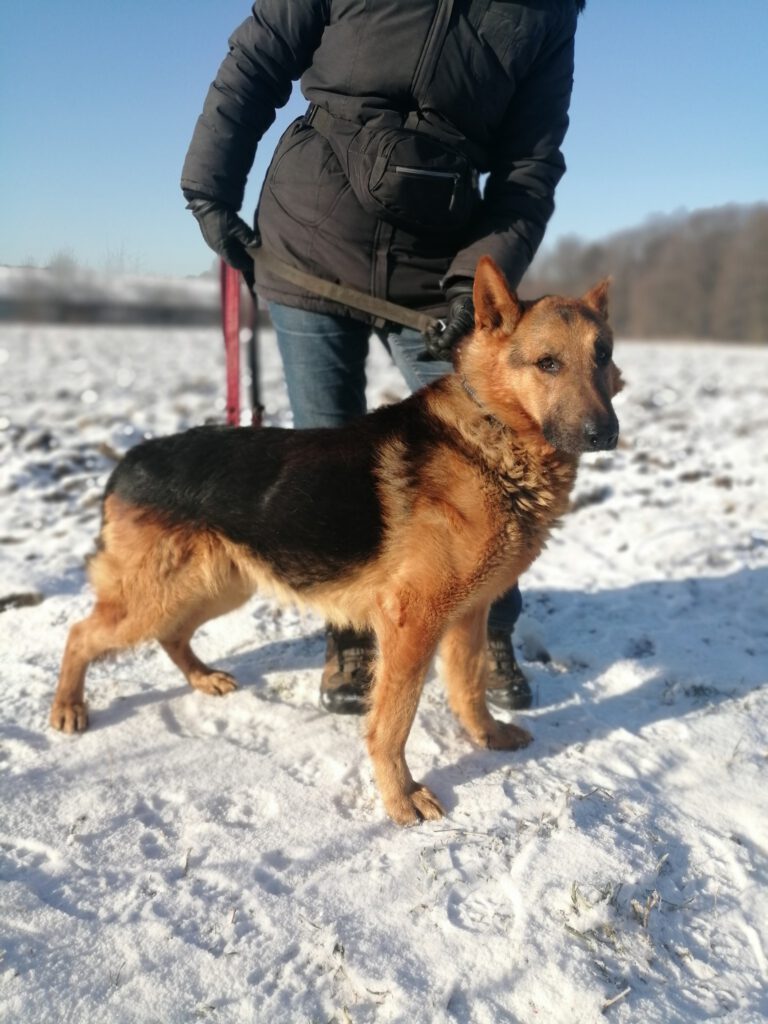 Cyryl Stowarzyszenie LePsieżycie schronisko miedary