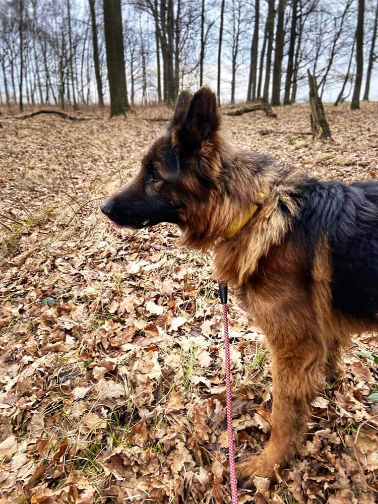 Maxymilian Stowarzyszenie LePsieżycie schronisko miedary