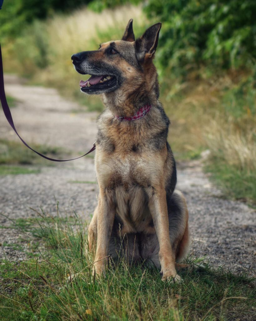 Lola Stowarzyszenie LePsieżycie schronisko miedary