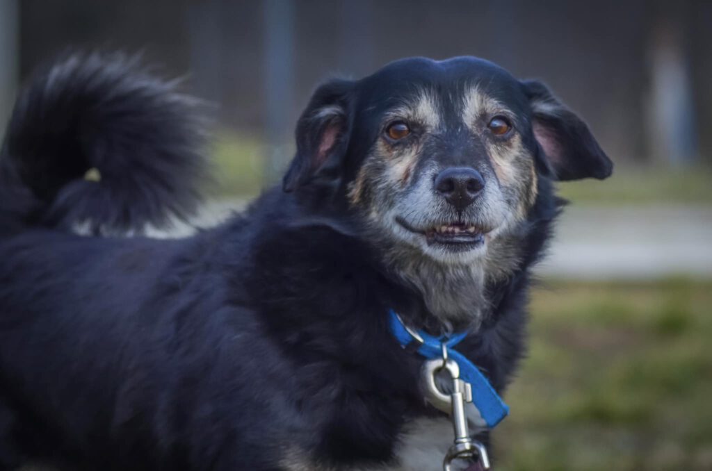 Bailey Stowarzyszenie LePsieżycie schronisko miedary