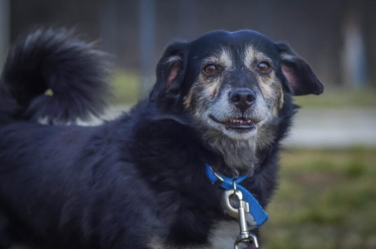 Bailey Stowarzyszenie LePsieżycie schronisko miedary