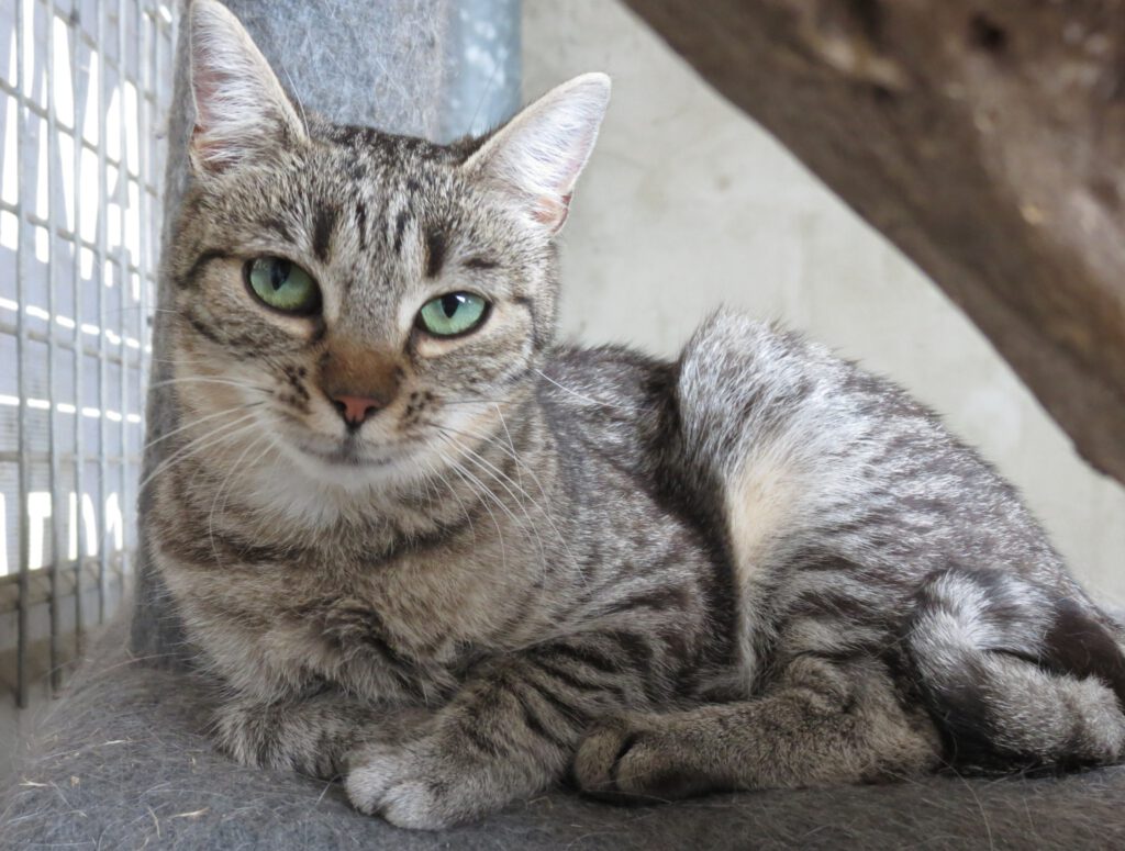 Molly Stowarzyszenie LePsieżycie schronisko miedary