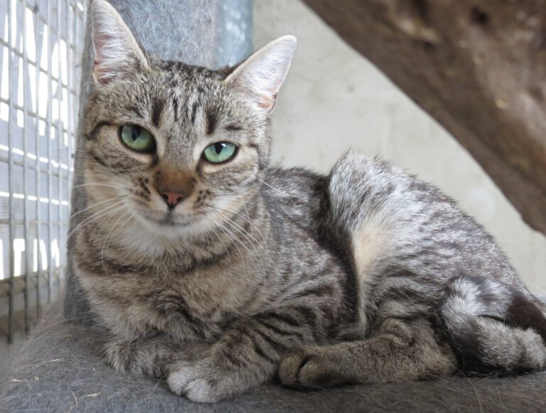 Molly Stowarzyszenie LePsieżycie schronisko miedary