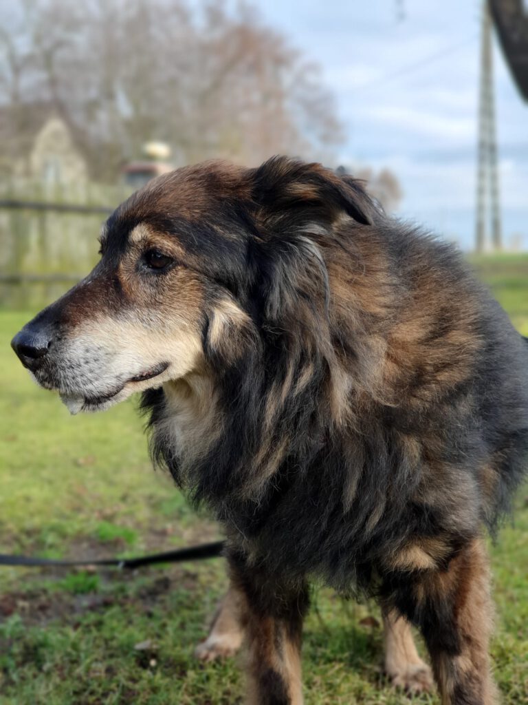 Simba Stowarzyszenie LePsieżycie schronisko miedary