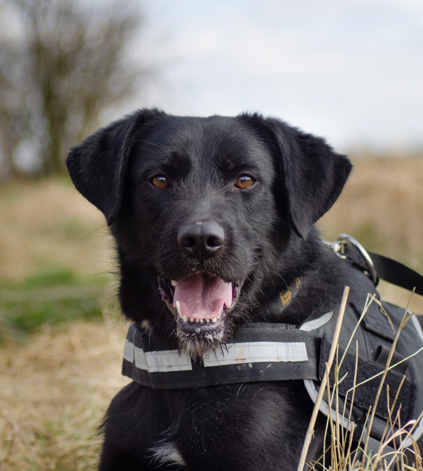 Perro Stowarzyszenie LePsieżycie schronisko miedary