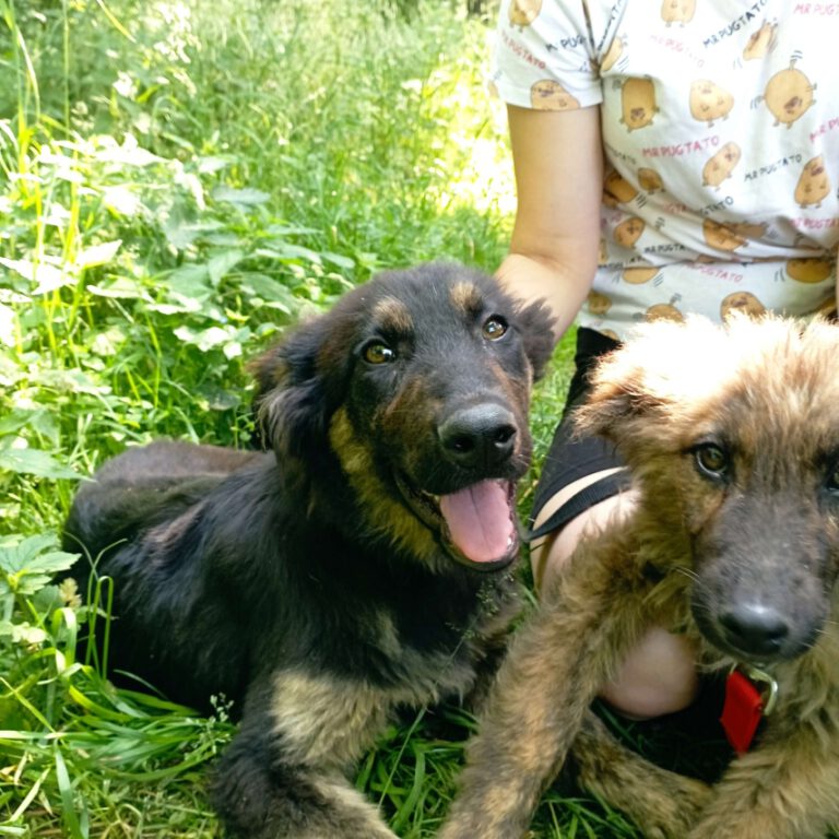 Finn Stowarzyszenie LePsieżycie schronisko miedary