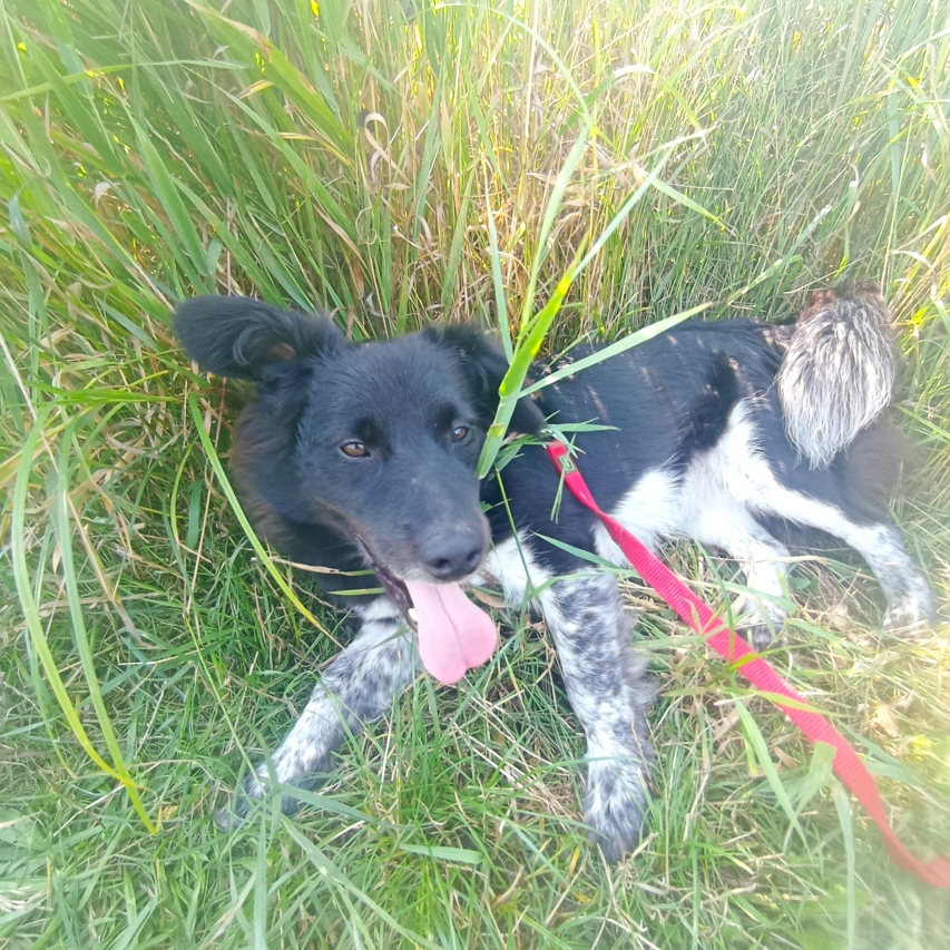 Oreo Stowarzyszenie LePsieżycie schronisko miedary