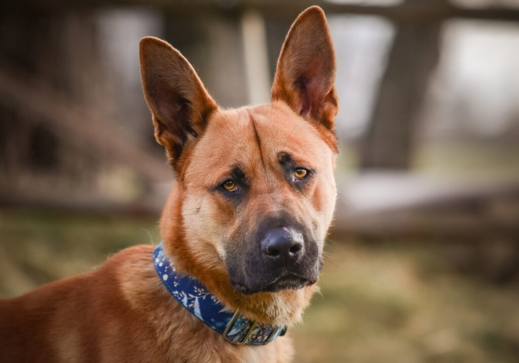 Baxter Stowarzyszenie LePsieżycie schronisko miedary