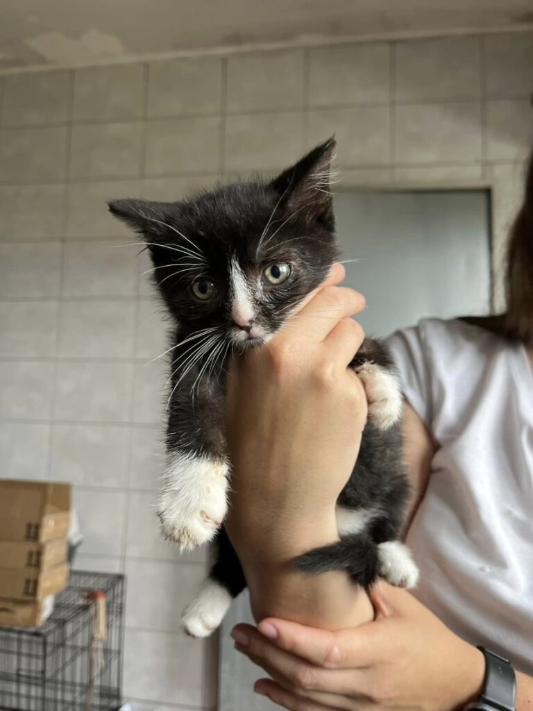 Loki Stowarzyszenie LePsieżycie schronisko miedary