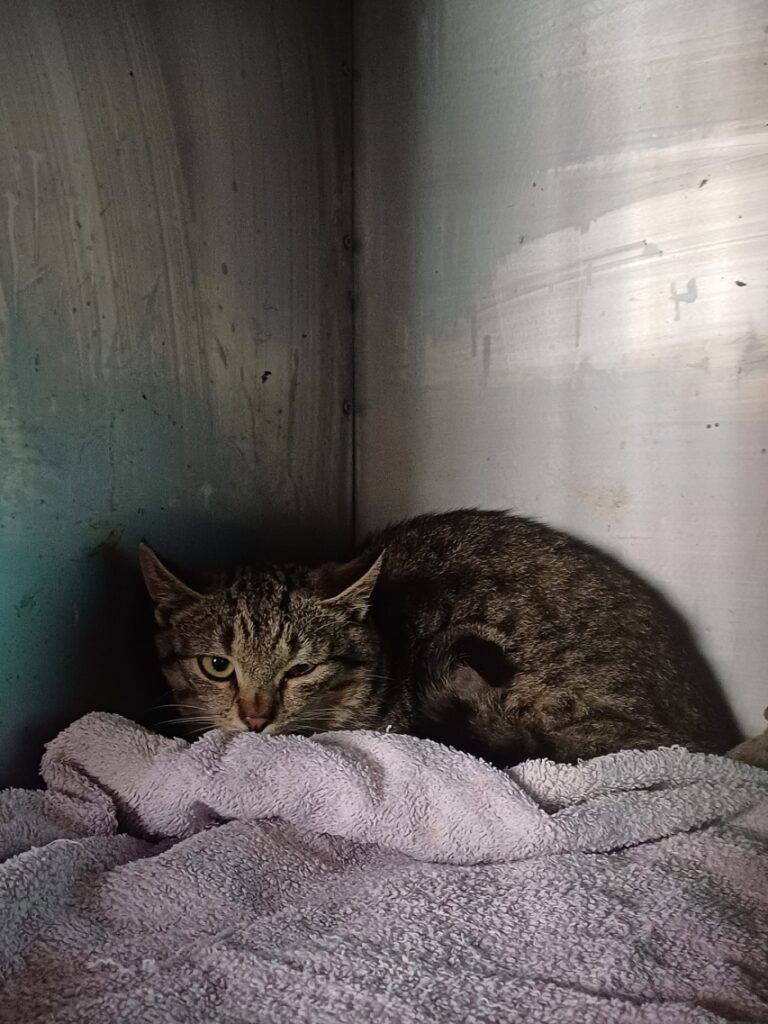 Moris Stowarzyszenie LePsieżycie schronisko miedary