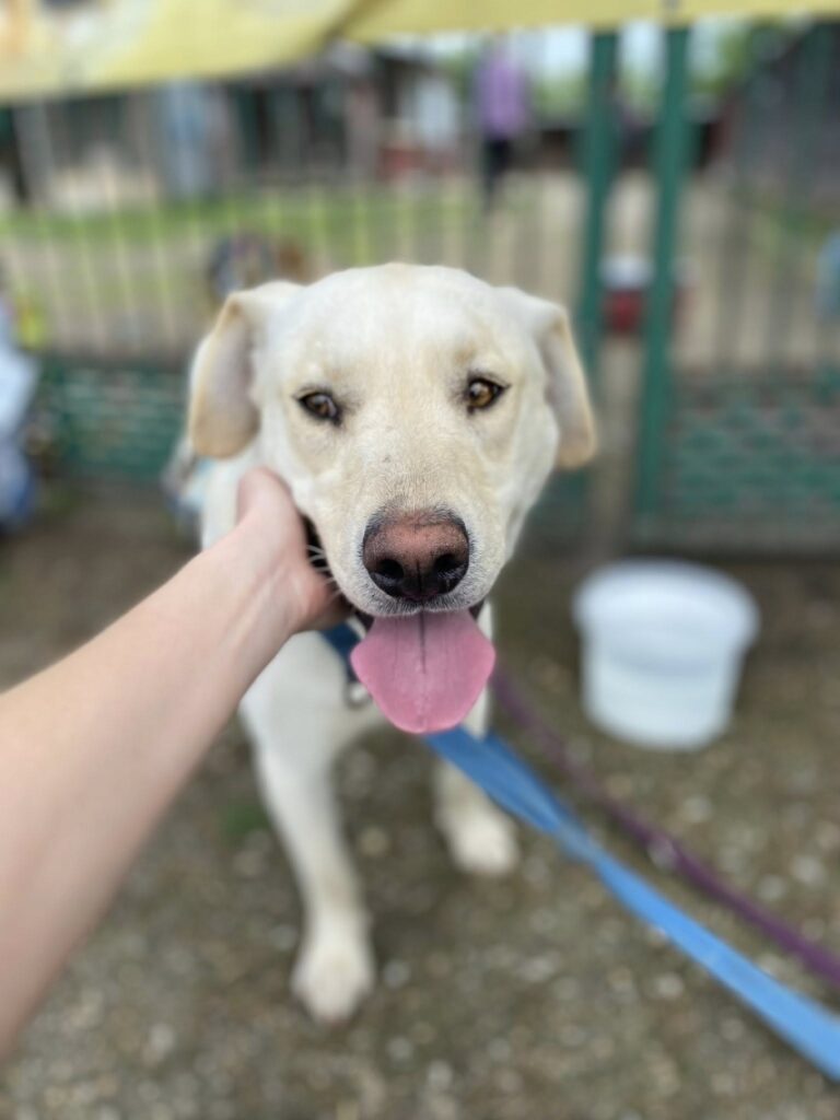 Archie