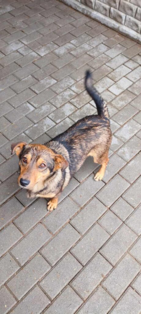Tobi Stowarzyszenie LePsieżycie schronisko miedary
