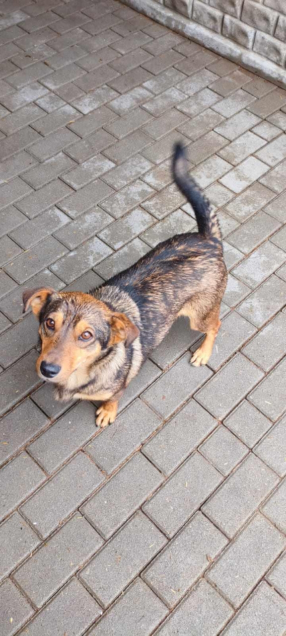 Tobi Stowarzyszenie LePsieżycie schronisko miedary